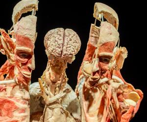 Kontrowersyjna wystawa Body Worlds wraca do Katowic. Zobaczymy ją w galerii Szyb Wilson