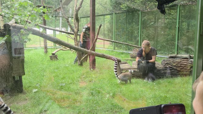 Pokazowe karmienie w myślęcińskim zoo to prawdziwy hit! Sprawdziliśmy to na miejscu