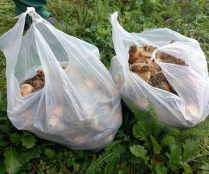 Posadzili żonkile w Lesznie. Dziś Europejski Dzień Walki z Rakiem Piersi