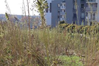 Trwają żniwa na słynnym lubelskim polu