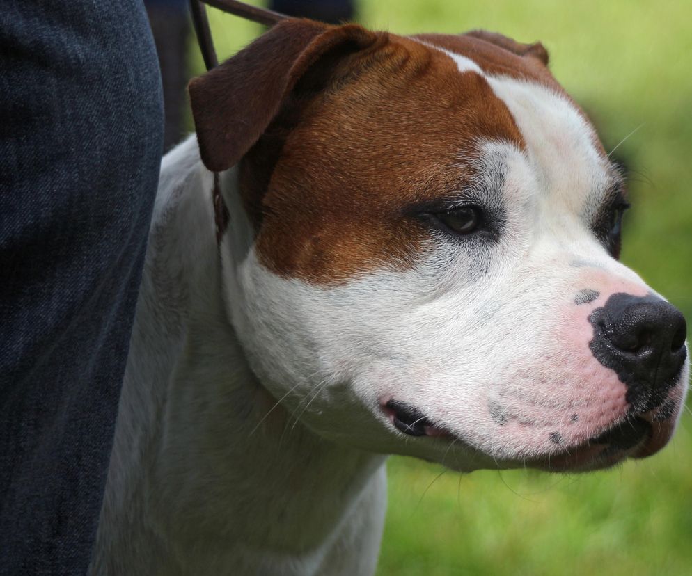 Agresywny amstaff rzucił się na policjantów. Funkcjonariusz sięgnął po broń