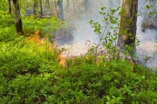 Pożar lasu w Snochowicach