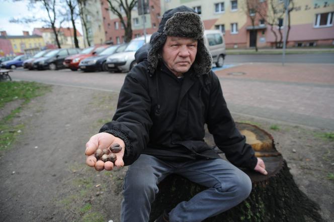 Zrobiony w żołądź