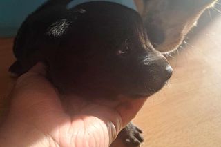 Ten szczeniaczek z nadzieją patrzy w przyszłość. Możecie sprawić, że będzie pełna miłości