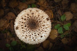 Po tym rozpoznasz kanię podczas grzybobrania. Już nigdy więcej nie pomylisz jej z trującym grzybem