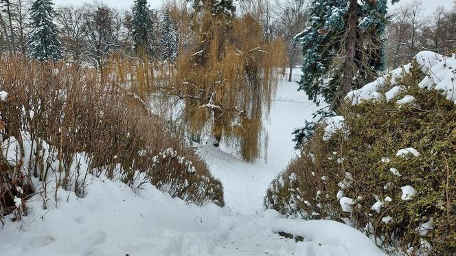 Zamojski Park pod śniegiem
