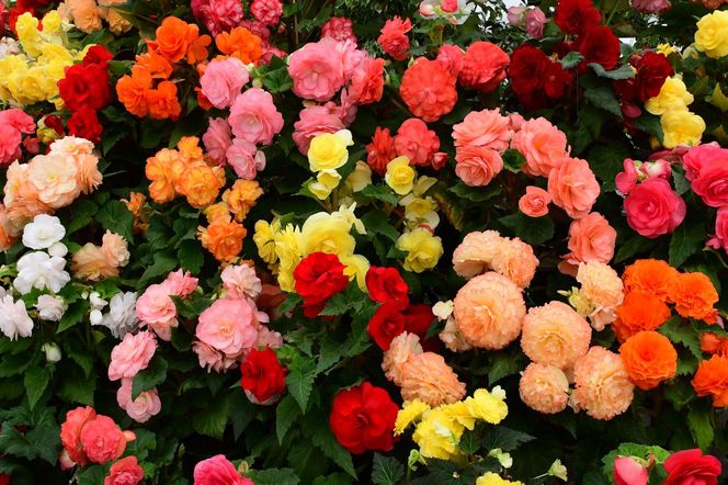 Posiej to jeszcze w lutym. Wiosną sąsiedzi zzielenieją z zazdrości na ich widok