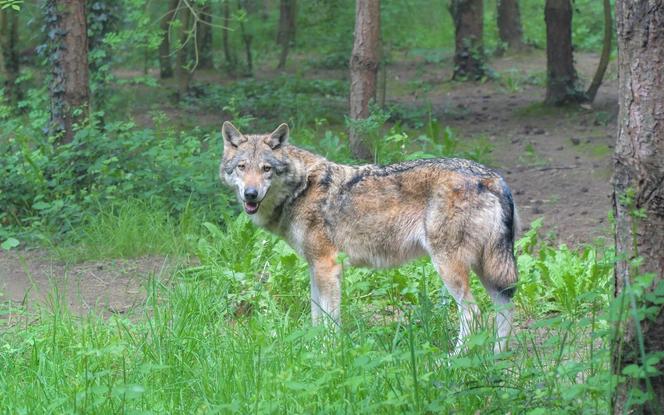 W Tarnowie widziano wilka. Może poszukiwać nowego stada i pożywienia. Jest się czego bać?