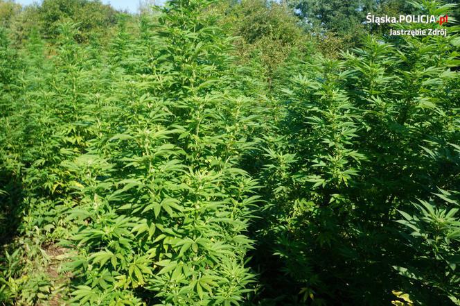 Prawie 300 krzewów, z których powstałoby aż 100 tysięcy porcji marihuany! Plantacja zlikwidowana [ZDJĘCIA]