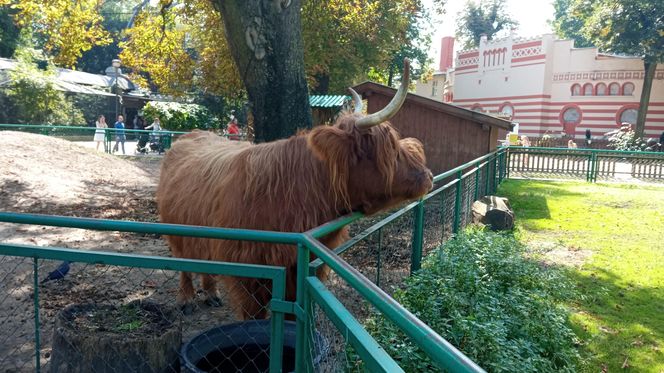 Stare ZOO w Poznaniu. Idealne miejsce na rodzinne spacery w sercu miasta 