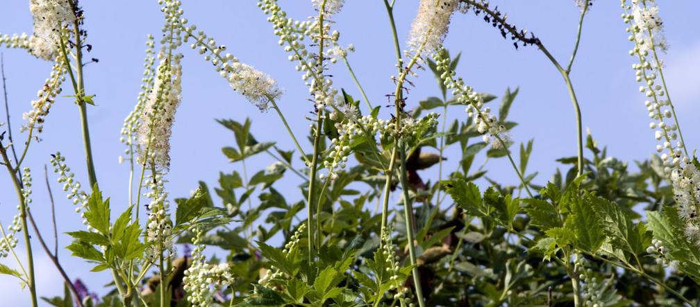 Pluskwica groniasta