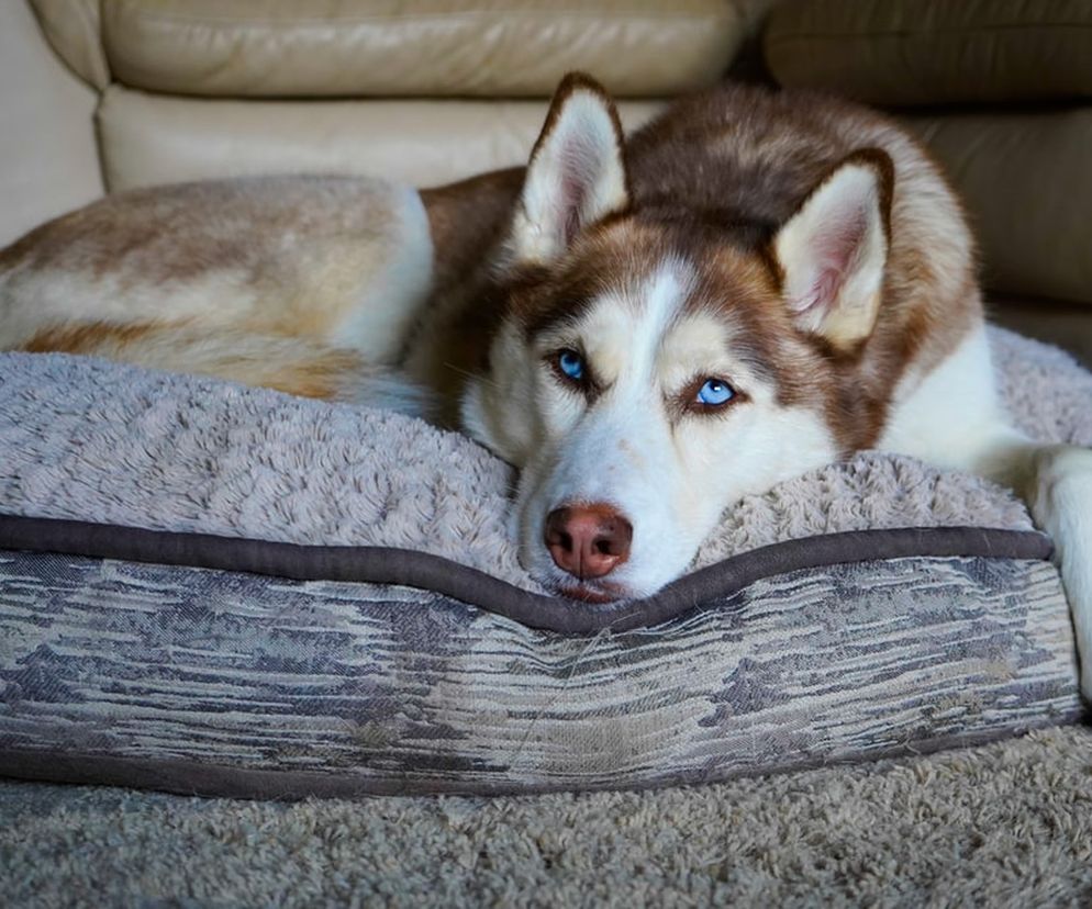 Husky w mieszkaniu