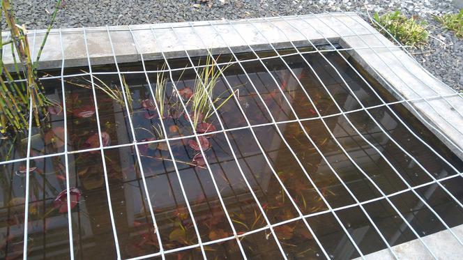 Rybka spadła z nieba