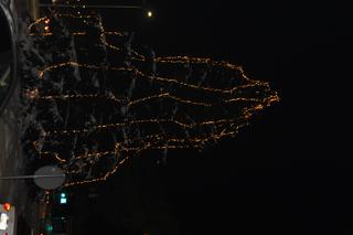 Świąteczne iluminacje i choinki w centrum Kielc