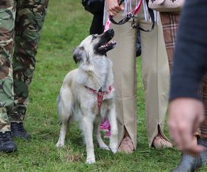 IX Piknik Przyjaciół Schroniska w Toruniu