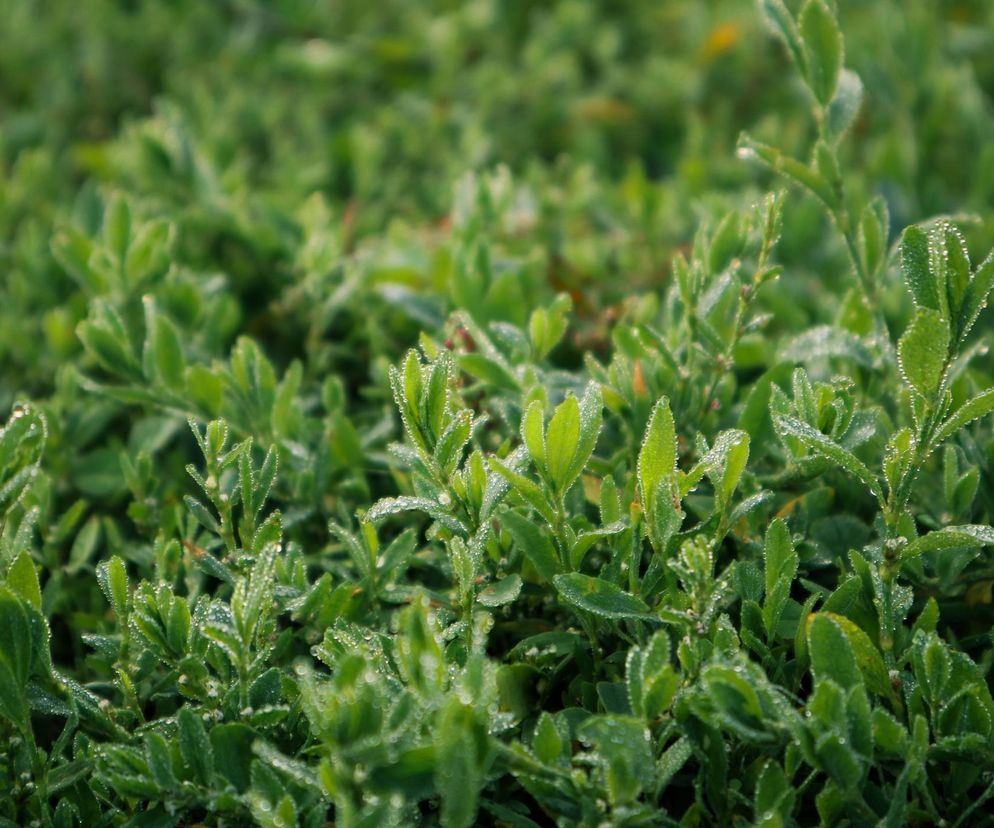 Myślisz, że to chwast, a to skarbnica zdrowia. Herbatka z tego ziela koi kaszel, poprawia nastrój i spowalnia starzenie