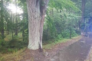 Piorun uderzył w dwóch mężczyzn w Rozewiu. Stali pod drzewem. Strażacy przystąpili do reanimacji [ZDJĘCIA].