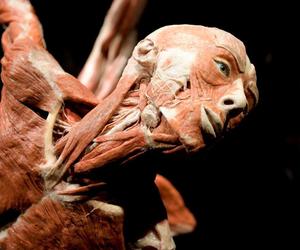 Kontrowersyjna wystawa Body Worlds wraca do Katowic. Zobaczymy ją w galerii Szyb Wilson