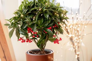 Kwiaty i rośliny na Boże Narodzenie. Żywe świąteczne dekoracje