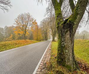 Pancerny Zbyszek miał furę szczęścia. Przysnąłem i palnąłem w drzewo