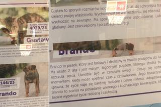 Pod zdjęciem znajdują się podstawowe informacje. Imię czworonoga, wiek, a także historia