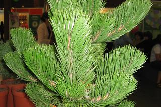 Sosna czarna 'Oregon Green' - Pinus nigra 'Oregon Green'