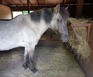Mini ZOO w Lesznie ma nowych mieszkańców. To owce, konie i osioł