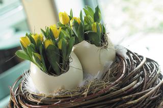 Dekoracja wielkanocna: tulipany wyrastające ze skorupek