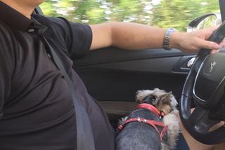 Prezydent Katowic pochwalił się jak w samochodzie przewozi swojego psa. Mieszkańcy oburzeni. To niebezpieczne! [ZDJĘCIA]