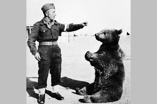 Niedźwiedź Wojtek wychował się wśród polskich żołnierzy.