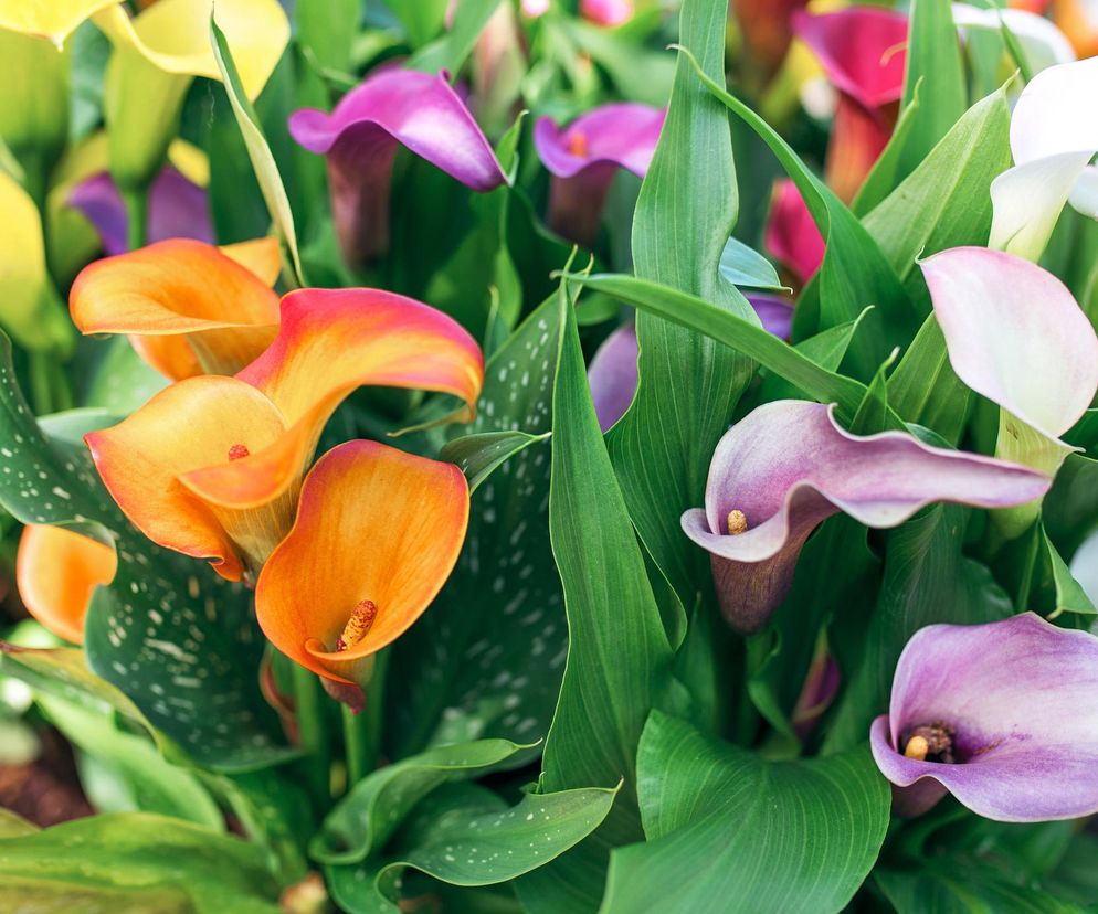 Kalia (Zantedeschia) 