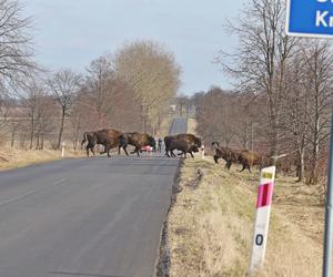 Wielkie stado żubrów zablokowało drogę z Krynek do Sokółki. Kierowcy ledwo policzyli liczbę sztuk! 