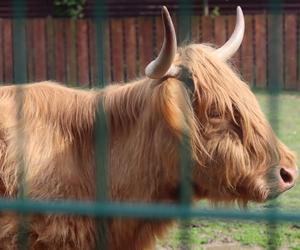 Pomysł na wycieczkę niedaleko Lublina? Zoo w Wojciechowie to idealny kierunek!