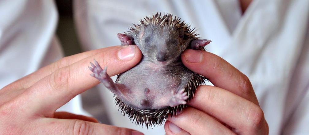 Ocalili jeże z płonącej łąki