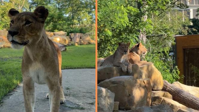 Nowa atrakcja zoo we Wrocławiu otwarta. Zobacz lwice na wybiegu 