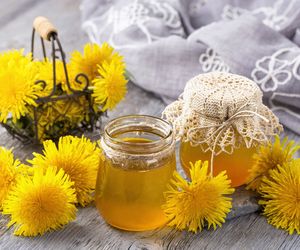 Miód mniszkowy: właściwości odżywcze i zastosowanie miodu z mniszka lekarskiego