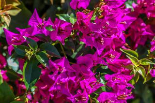 Bugenwilla  (Bougainvillea) - kwitnące pnącze na balkon i taras. Jeśli tak o nią zadbasz, odwdzięczy się cudownymi kwiatami!