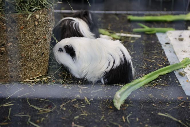 ZooPark ponownie przyciągnął do Targów Lublin tłumy miłośników zwierząt