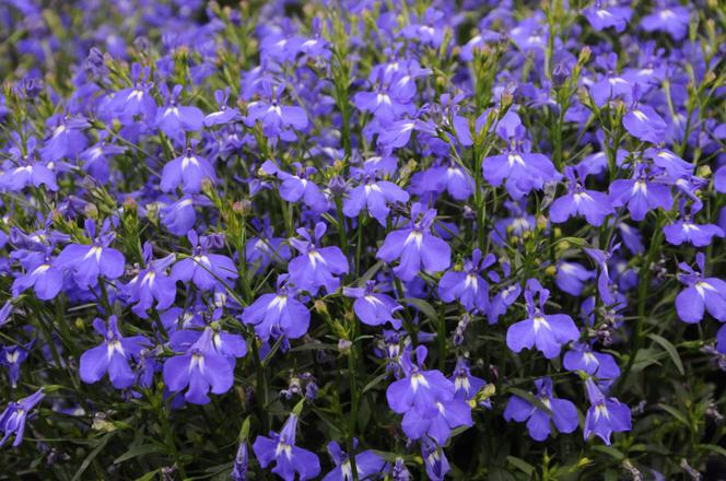 lobelia