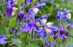 Clematis integrifolia
