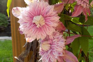 Clematis BLUSHING BRIDESMAID 'Kaiser'