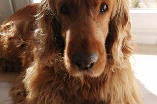 Pomóż Maksiowi odzyskać wzrok