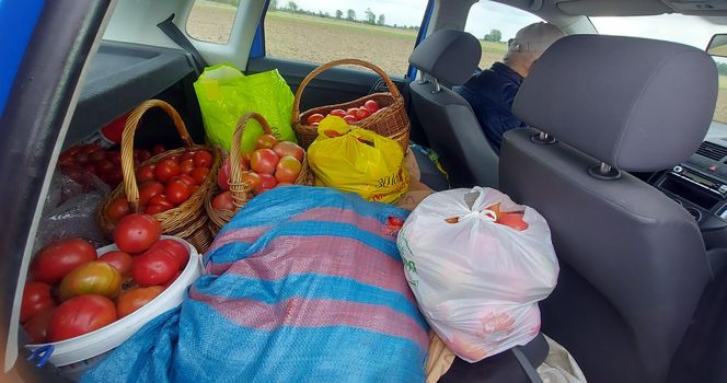 Samozbiory pomidorów na plantacji w Niewirkowie cieszą się powodzeniem