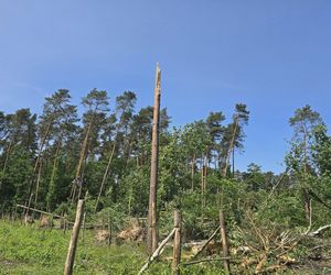 Nadleśnictwo Ostrowiec Świętokrzyski