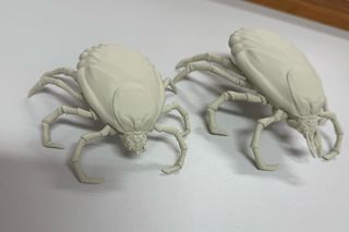 Iławski Sanepid wytwarza wielkie kleszcze. Tak przygotowują się do sympozjum