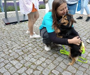 Sztuka dla zwierząt7