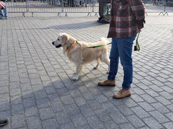 33. Finał WOŚP z grupą krakowskich Golden Retrieverów