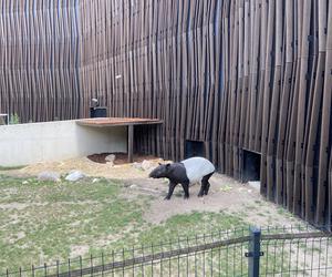 Tapir Willy nowym mieszkańcem Orientarium w Łodzi