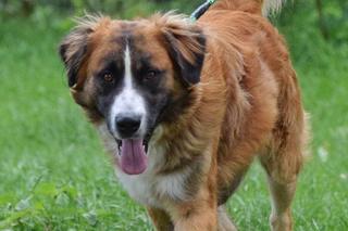 Rodzina z Bydgoszczy szuka zaginionego psa. „Każda wskazówka będzie cenna!”