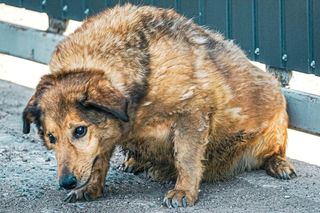 Aleksandrów Łódzki. Piesek Pimpuś potrzebuje pilnej pomocy. Zwróciła go rodzina adopcyjna